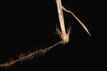 Owlfruit sedge